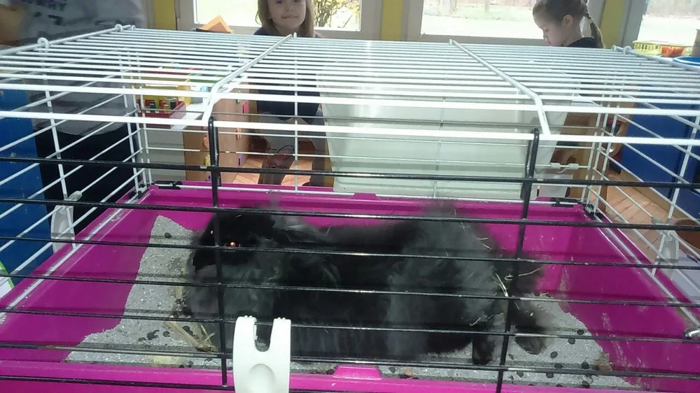 Trenutno pregledavate Djeca iz odgojne skupine Zečići ugostili zečicu Cici