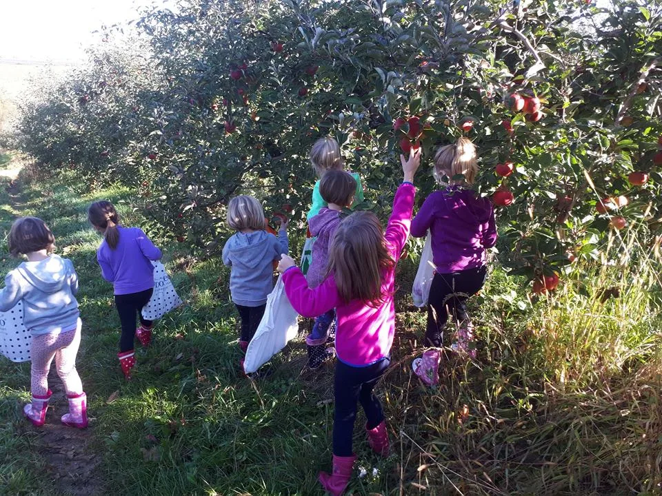 Trenutno pregledavate Berba jabuka u Velikoj Ludini