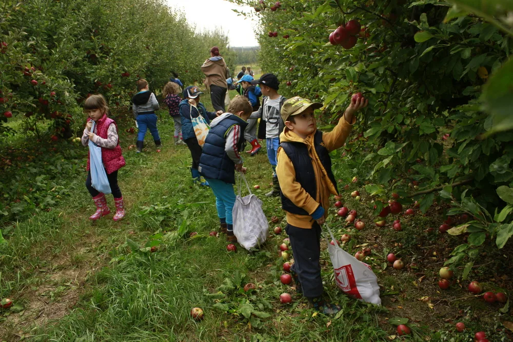 Trenutno pregledavate Izlet na plantažu jabuka u Donju Vlahiničku