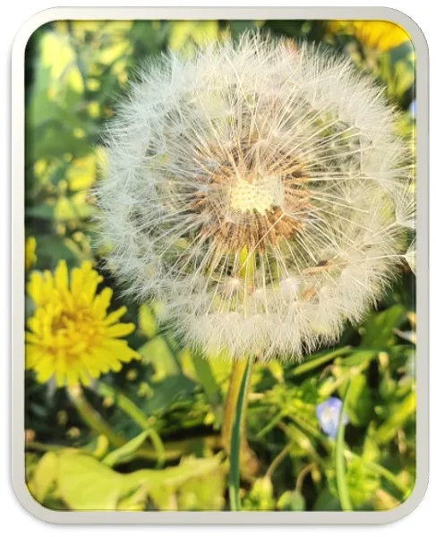 Pročitajte više o članku Maslačak