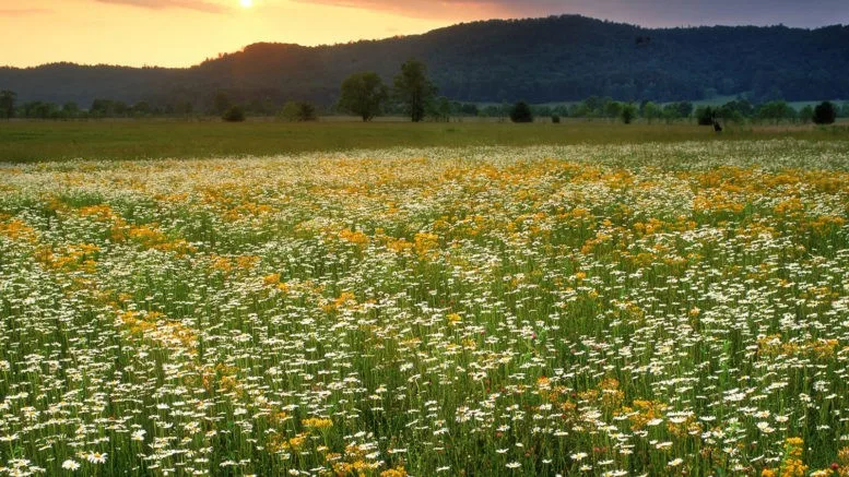 Pročitajte više o članku Čarolija livade