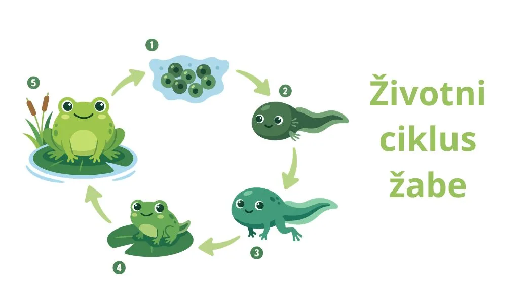 Trenutno pregledavate Vilenjaci u istraživanju života žabe